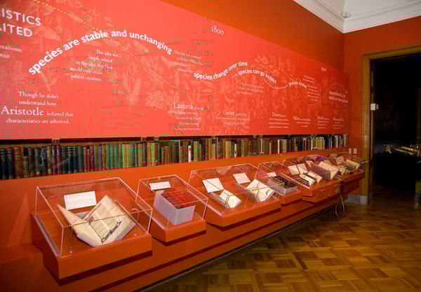 Timeline Wall Murals